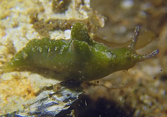 Tidak Hanya Tanaman, Siput Laut Ini Juga Bisa Berfotosintesis, lo
