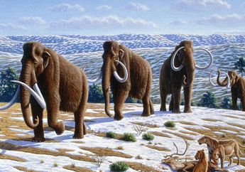 Anak Berusia 12 Tahun Menemukan Fosil Gigi Mammoth yang Langka! Seperti Apa, ya?