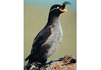 Unik, Burung Auklet Berjambul Punya Aroma Khas seperti Jeruk, lo!