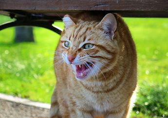 Selain Tentara, Ada Kucing yang Juga Tergabung dalam Pasukan Militer
