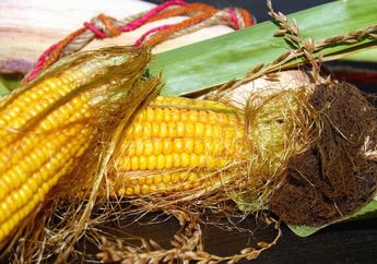 Sering Dibuang Karena Dianggap Tak Ada Gunanya, Ternyata Rambut Jagung Punya Banyak Manfaat untuk Kesehatan