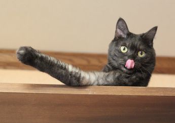 Wah, Menonton Video Kucing Bisa Tingkatkan Energi dan Kurangi Perasaan Buruk, lo!