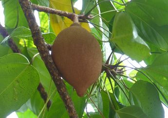 Biji Buah Asal Indonesia Ini Beracun Tapi Sering Dijadikan Bumbu Masakan, lo