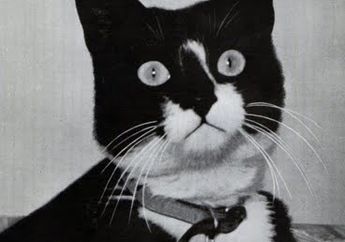 Kucing Terkenal dalam Sejarah, Ada Kucing yang Selamat Meski Tenggelam Berkali-Kali