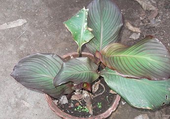 Ganyong, Tanaman Tropis yang Punya Banyak Manfaat, Pernah Lihat?