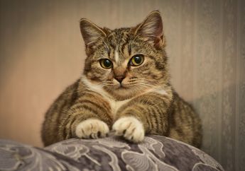 Meskipun Ringan, Luka Cakaran Kucing Tetap Perlu Diobati dengan Tepat, Bagaimana Caranya?