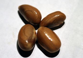 Tidak Hanya Buahnya, Biji Nangka Juga Bermanfaat untuk Kesehatan, lo!