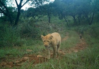 Wah, Leopard Stroberi yang Langka Tertangkap Kamera di Afrika Selatan