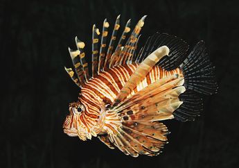 Ikan Cantik dan Berbahaya Ini Bernama Lepu Ayam, Pernah Melihatnya?
