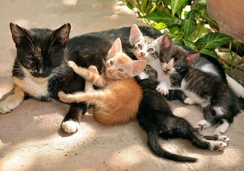 Bolehkah Anak Kucing Makan Makanan Kucing Dewasa?