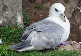 Burung Ini Punya Cara Unik untuk Melindungi Diri, Pernah Lihat?