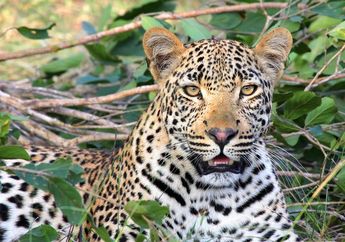 Tidak Selalu Berburu dan Mengaum, Ini 7 Fakta Unik Macan Tutul
