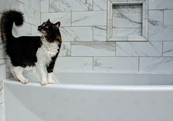 Kucing Sering Mengikuti ke Kamar Mandi? Ini 3 Penyebabnya