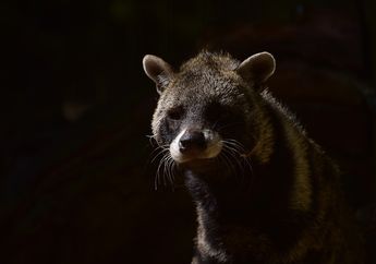 Bukan Luwak atau Binturung, Ini 3 Jenis Musang yang Jarang Diketahui
