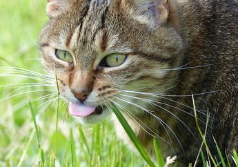 Pernah Lihat Kucing Makan Rumput? Ternyata Ini Sebabnya