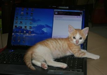 Alasan di Balik Perilaku Kucing yang Sering Duduk atau Tidur di Atas Laptop