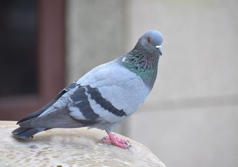 Bagaimana Cara Burung Merpati Menemukan Jalan Pulang? #AkuBacaAkuTahu