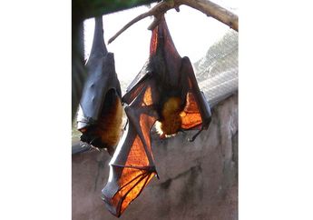 Kelelawar Berbadan Besar ini Bernama Kalong Kapauk, Pernah Lihat?