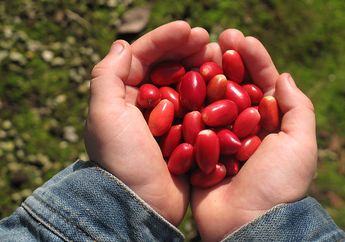Miracle Fruit, Buah Beri Ajaib yang Kaya Manfaat, Pernah Coba?