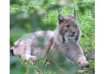 Mengenal Eurasian Lynx, Spesies Kucing Liar yang Hampir Punah
