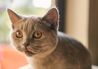 Kucing Sering Membuka Mulutnya Setelah Mencium Suatu Aroma, Kenapa, ya?