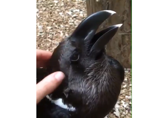 Banyak yang Bingung, Hewan Ini Kelinci atau Burung Gagak, ya?