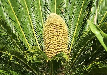 Tumbuhan Tropis Prasejarah Tumbuh di Inggris, Apakah Ini Hal Baik atau Justru Buruk?