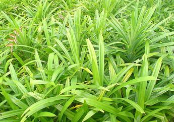 Selain Memberi Aroma pada Makanan, Pandan Punya Manfaat Lain, lo!