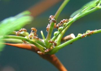 Acacia Ants, Semut Kecil yang Menghuni dan Menjaga Pohon Akasia