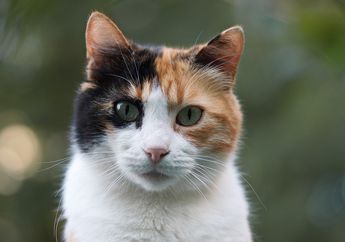 Wah, Kucing Juga Mengubah Ekspresi Wajahnya saat Sedang Kesakitan