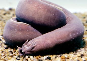 Hagfish, Ikan Purba yang Paling Licin di Dunia