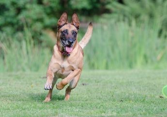 Belgian Malinois, Anjing Pintar yang Lincah dan Setia