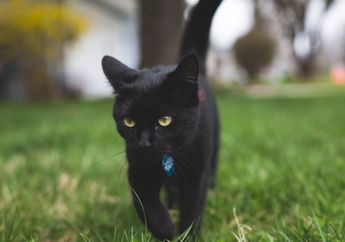 Dikenal Menyeramkan, Ini Dia 3 Fakta Unik Seputar Kucing Hitam