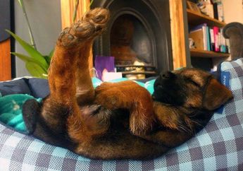 Yuk, Lihat Beberapa Anjing yang Tidur Nyeyak dalam Posisi yang Aneh!