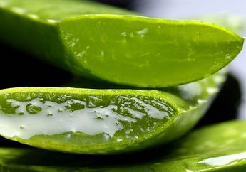 Sudah Dimanfaatkan Sejak Ribuan Tahun Lalu, Cari Tahu Manfaat Lidah Buaya Bagi Tubuh, yuk!
