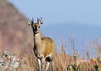Klipspringer yang Terlihat Berjinjit dan Jago Melompat, Kenalan, yuk!
