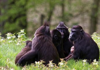 Flora dan Fauna Diberi Nama Ilmiah atau Nama Latin, Ini Alasannya