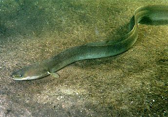 Bisa Hidup Sampai 85 Tahun, Kita Mengenal European Eel, yuk!