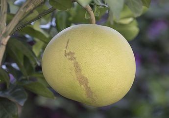Dikenal dengan Nama Jeruk Bali, Apakah Jeruk Ini Berasal dari Bali?