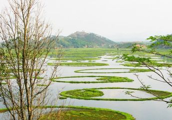 Keibul Lamjao, Satu-Satunya Taman Nasional Mengapung di Dunia