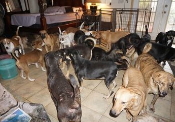 Wah, Seorang Wanita Menampung 97 Anjing di Rumahnya saat Badai Bahama