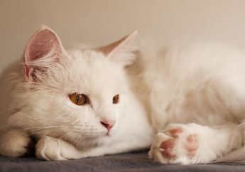 Kucing Ras Tertua dari Turki, Kucing Angora Putih Bisa Ditemukan di Kebun Binatang di Turki