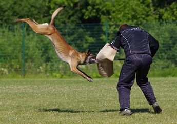 Lakukan 4 Hal Ini agar Tidak Digigit saat Bertemu Anjing Besar