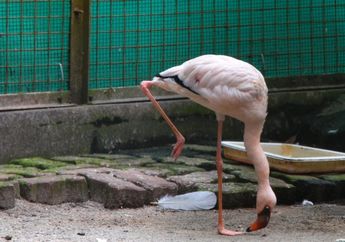 Burung Flamingo Sering Berdiri Menggunakan Satu Kaki, Mengapa, ya?