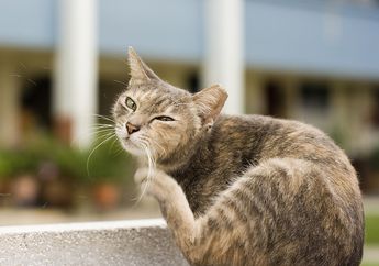 Kucing Merasa Gatal karena Kutu? Lakukan 5 Cara Ini untuk Mengatasinya
