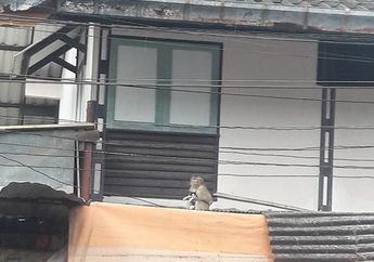 Wah, Seekor Monyet Membawa Anak Kucing ke Atap dan Memberinya Makan