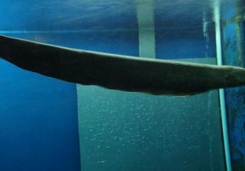Fauna yang Dikenal sebagai Belut Listrik Ini Ternyata Termasuk Ikan