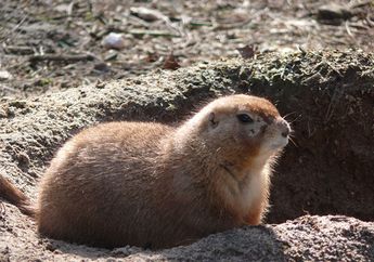 Prairie Dog, Anjing Padang Pasir yang Berkerabat dengan Tupai
