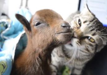 Sama-Sama Sedang Sakit, Kucing dan Kambing Ini Bersahabat dan Tak Mau Pisah