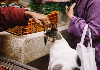Banyak yang Sering Memberi Tulang Ikan ke Kucing, Padahal Bisa Berbahaya! Ini Penjelasannya